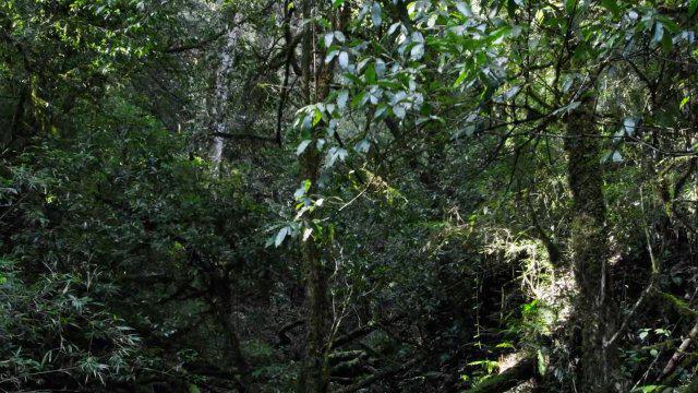 《四不像神秘亮相湖北——探秘神秘生物，守护生态多样性》